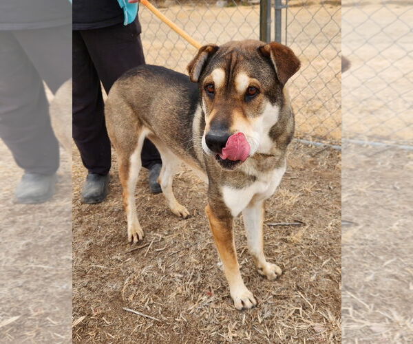 Medium Photo #1 Mutt Puppy For Sale in Amarillo, TX, USA