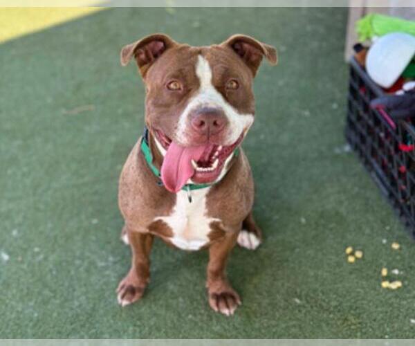 Medium Photo #3 Mutt Puppy For Sale in Martinez, CA, USA