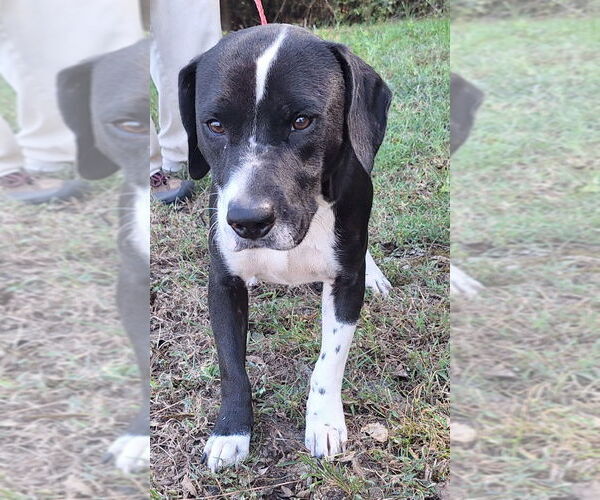 Medium Photo #4 Basset Hound-Border Collie Mix Puppy For Sale in Wetumpka, AL, USA