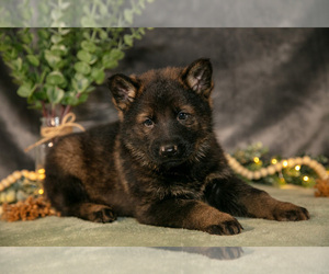 Medium German Shepherd Dog