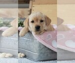 Small Photo #26 Labrador Retriever Puppy For Sale in SYRACUSE, IN, USA