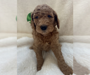 Goldendoodle Puppy for sale in STONEVILLE, NC, USA