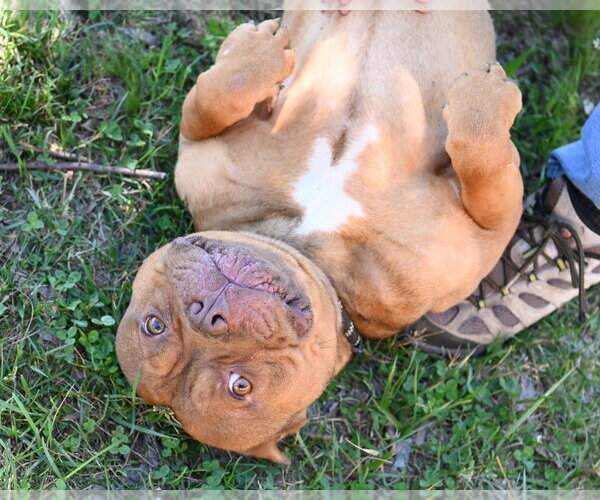 Medium Photo #2 American Bulldog-Unknown Mix Puppy For Sale in Glen Allen, VA, USA