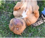 Small #1 American Bulldog Mix