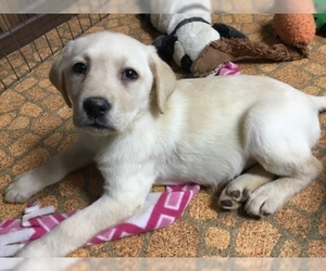 Labrador Retriever Puppy for sale in MENDOTA, IL, USA