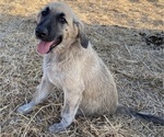 Small Photo #20 Anatolian Shepherd Puppy For Sale in ROBSTOWN, TX, USA