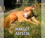 Small #2 American Pit Bull Terrier
