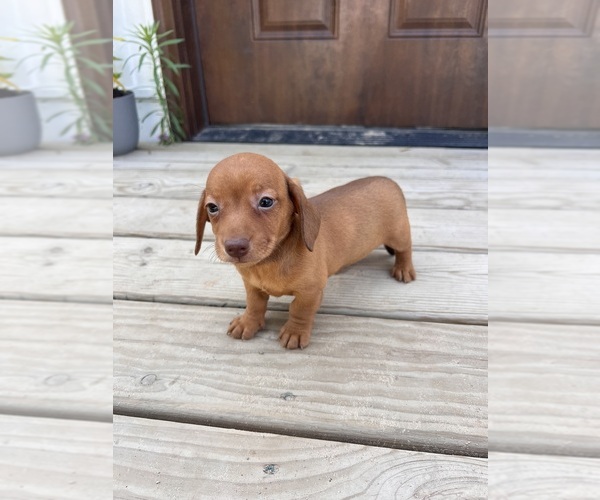 Medium Photo #3 Dachshund Puppy For Sale in BELDING, MI, USA
