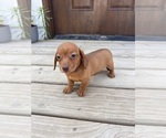 Small #2 Dachshund