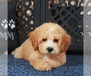 Poochon Puppy for sale in MOUNT VERNON, OH, USA