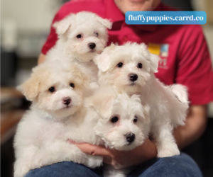 Coton de Tulear-Poochon Mix Litter for sale in LOGANVILLE, GA, USA