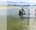 Small #45 German Shepherd Dog
