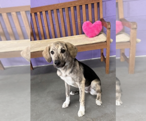 Mutt Dogs for adoption in Genesee, WI, USA