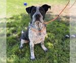 Small Texas Heeler Mix