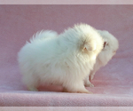 Small Photo #13 Pomeranian Puppy For Sale in PALM BCH GDNS, FL, USA
