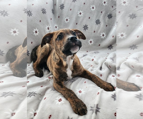 Medium Photo #12 American Pit Bull Terrier-Unknown Mix Puppy For Sale in Germantown, OH, USA