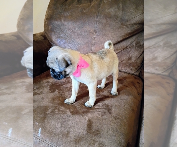 Medium Photo #4 Pug Puppy For Sale in SAINT PAUL, MN, USA