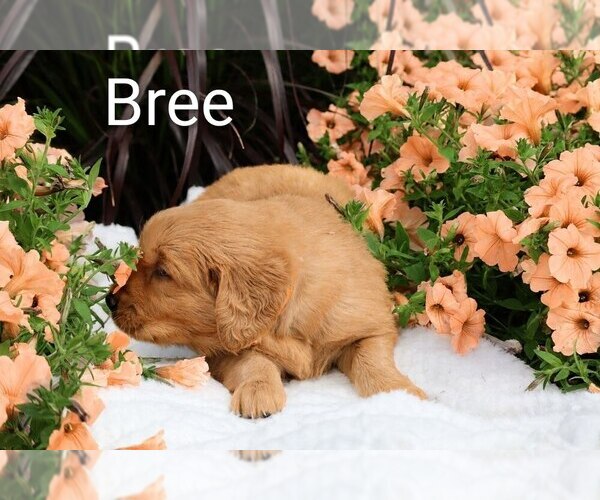 Medium Photo #4 Golden Retriever Puppy For Sale in LOYAL, WI, USA