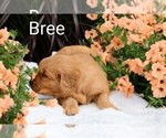 Small Photo #4 Golden Retriever Puppy For Sale in LOYAL, WI, USA