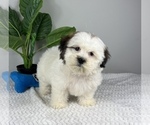 Small Photo #5 Zuchon Puppy For Sale in FRANKLIN, IN, USA