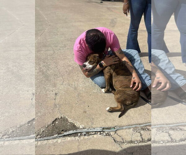 Medium Photo #3 American Pit Bull Terrier-Unknown Mix Puppy For Sale in Rowlett, TX, USA