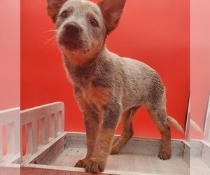 Australian Cattle Dog Puppy for sale in GOSHEN, IN, USA