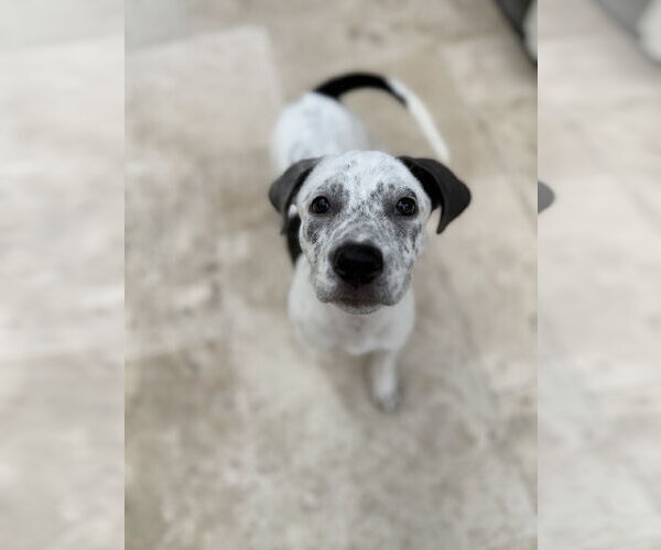 Medium Photo #3 Labrador Retriever-Unknown Mix Puppy For Sale in The Woodlands, TX, USA