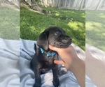 Small Photo #1 Labrador Retriever Puppy For Sale in IDAHO FALLS, ID, USA