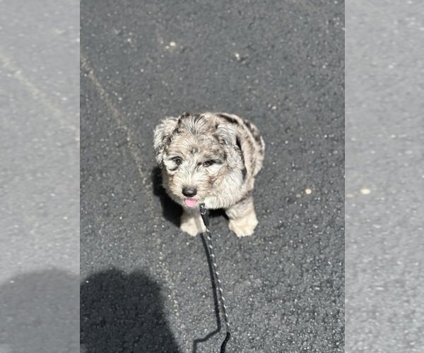 Medium Photo #25 Sheepadoodle Puppy For Sale in CLEMSON, SC, USA