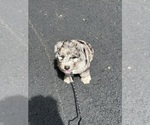 Small #5 Sheepadoodle