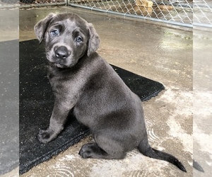 Labrador Retriever Puppy for sale in LIVINGSTON, TX, USA