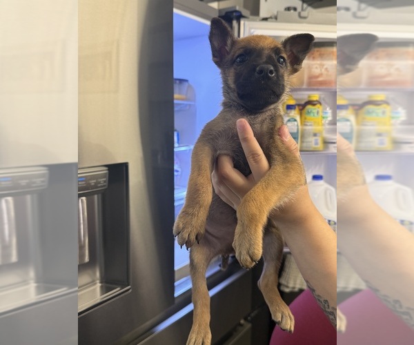 Medium Photo #1 Belgian Malinois Puppy For Sale in DEL VALLE, TX, USA