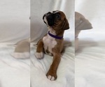 Puppy Puppy 3 Boxer