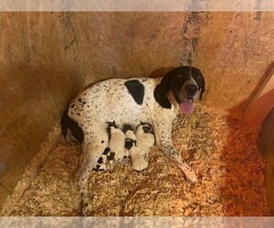 German Shorthaired Pointer Puppy for sale in SANFORD, NC, USA