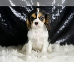Small #5 Cavalier King Charles Spaniel