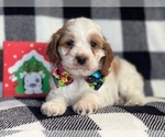 Small Photo #14 Cocker Spaniel-Poodle (Miniature) Mix Puppy For Sale in LAKELAND, FL, USA