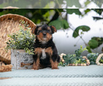 Small Photo #25 Shorkie Tzu Puppy For Sale in KIRKWOOD, PA, USA