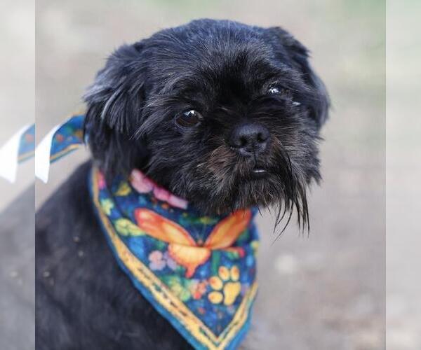 Medium Photo #1 Shih Tzu Puppy For Sale in San Antonio, TX, USA