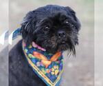 Small Shih Tzu