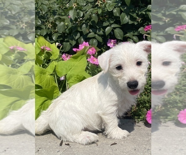 Medium Photo #2 West Highland White Terrier Puppy For Sale in CANOGA, NY, USA