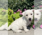 Small #1 West Highland White Terrier