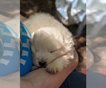 Small Photo #28 Maremma Sheepdog Puppy For Sale in THORN HILL, TN, USA