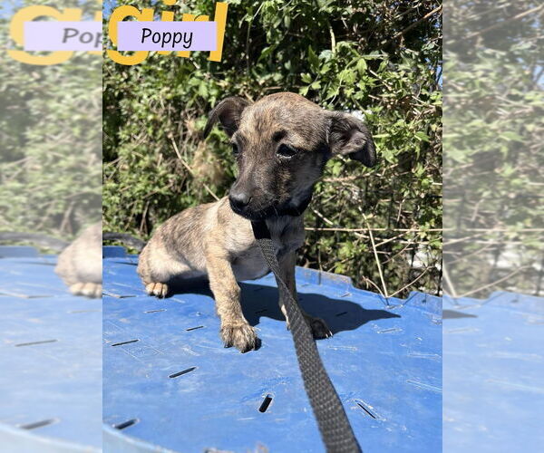 Medium Photo #2 ShiChi Puppy For Sale in Brewster, NY, USA