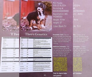 Father of the Cavapoo puppies born on 07/14/2025