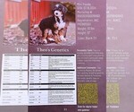 Small Photo #1 Cavapoo Puppy For Sale in CARLISLE, KY, USA
