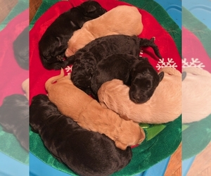 Goldendoodle Puppy for sale in MORGANTOWN, KY, USA
