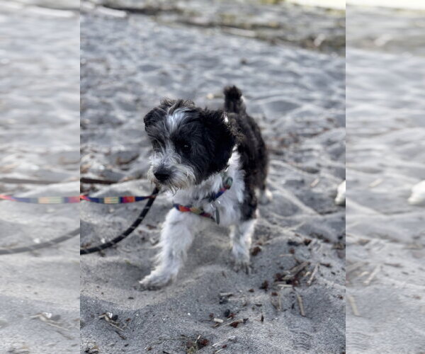 Medium Photo #4 Maltese-Unknown Mix Puppy For Sale in Bellevue, WA, USA