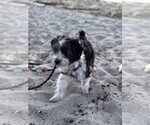 Small #3 Maltese Mix