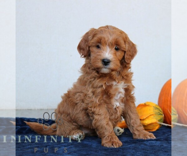 Medium Photo #2 Goldendoodle (Miniature) Puppy For Sale in LEOLA, PA, USA