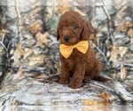 Small Photo #3 Goldendoodle (Miniature) Puppy For Sale in LAKELAND, FL, USA